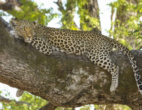 3 Days Tarangire Manyara Ngorongoro