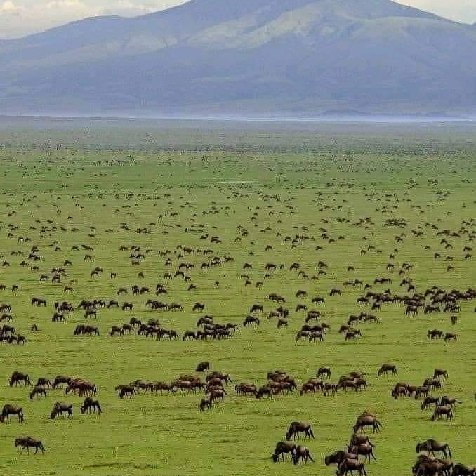 5 Day Safari Tarangire, Serengeti,Ngorongoro and Lake Manyara