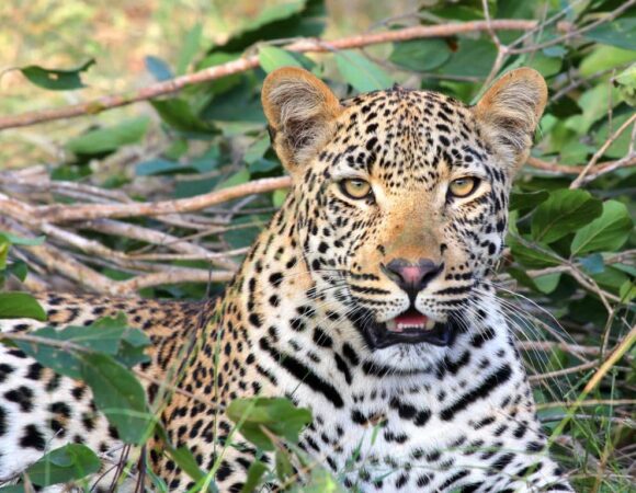 5 Days Tarangire, Serengeti 2 nights and Ngorongoro.