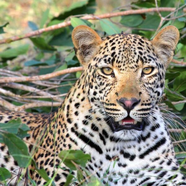 5 Days Tarangire, Serengeti 2 nights and Ngorongoro.