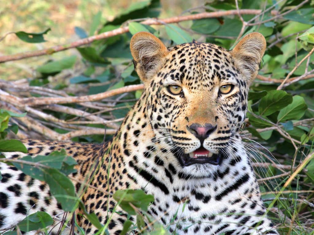 5 Days Tarangire, Serengeti 2 nights and Ngorongoro.