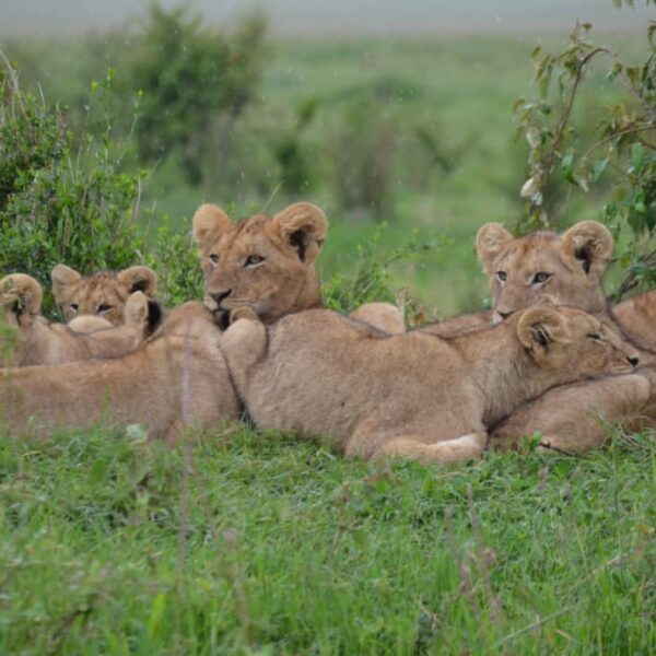 10 Days Tarangire, Lake Manyara,Lake Eyasi,Ngorongoro,Serengeti 2 nights , Lake Natron 2 nights.