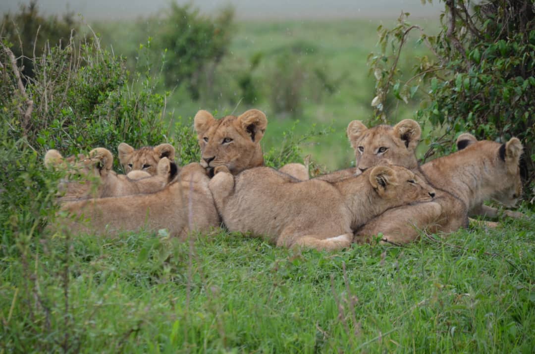 10 Days Tarangire, Lake Manyara,Lake Eyasi,Ngorongoro,Serengeti 2 nights , Lake Natron 2 nights.