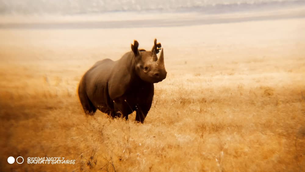 3 Days Tarangire Manyara Ngorongoro