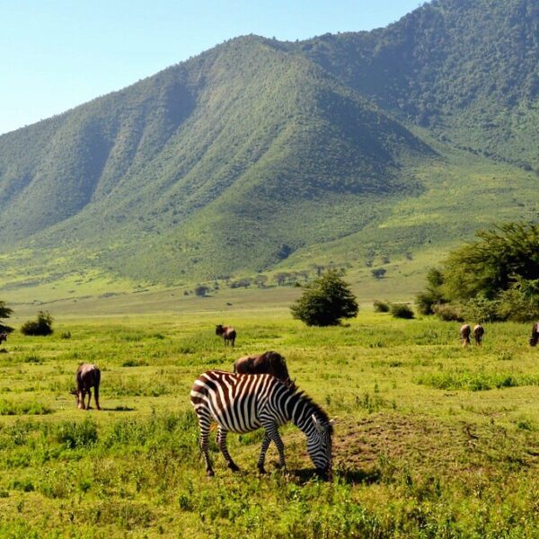 8 Days Tarangire,Lake Eyasi,Ngorongoro Serengeti 2 nights , Lake Natron 2 nights.