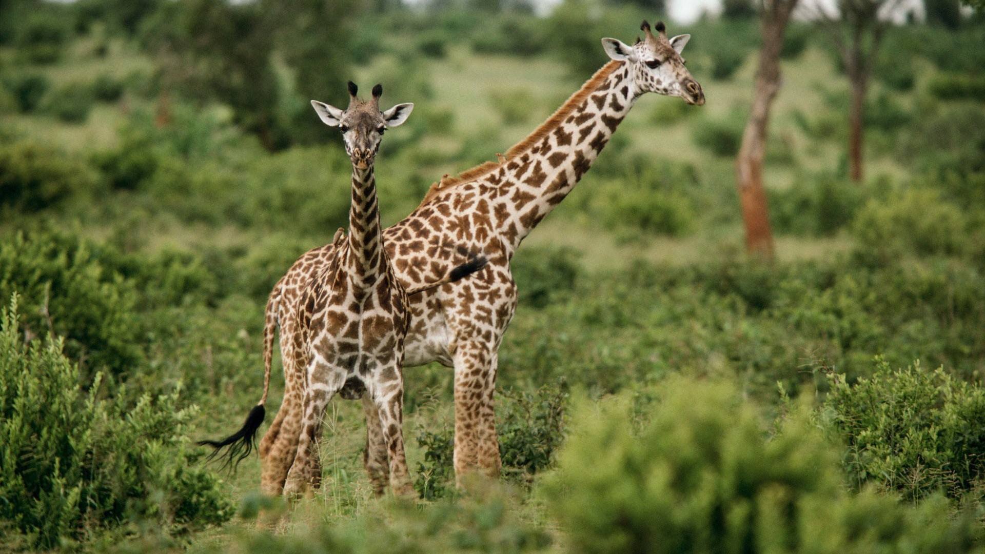Arusha National Park2