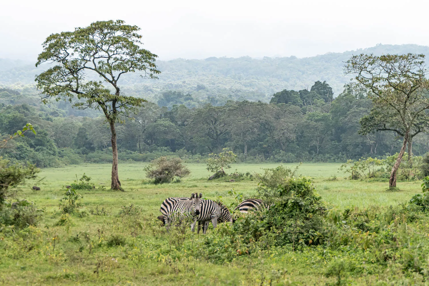 Arusha National Park5