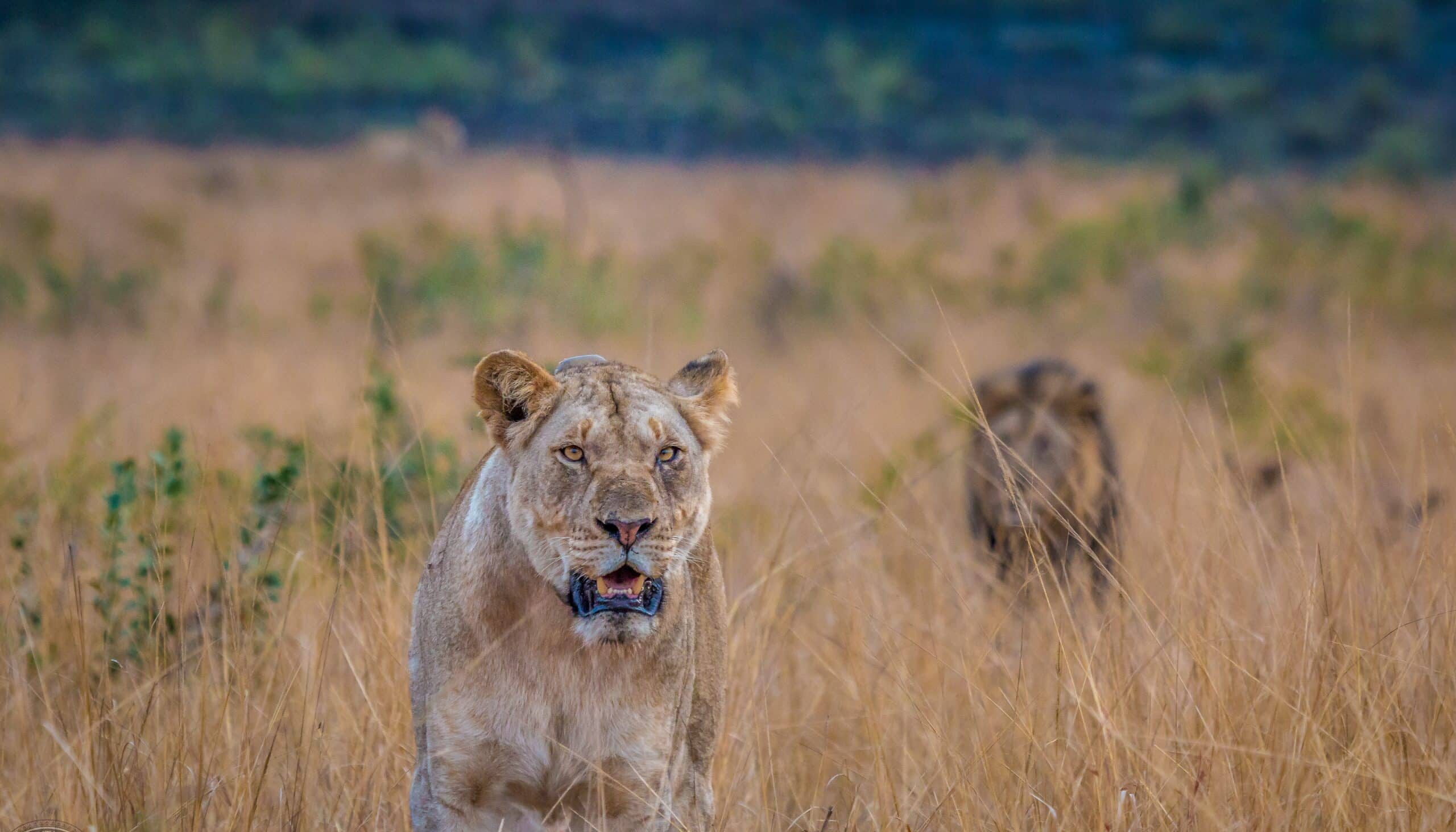 Big-5-Safari