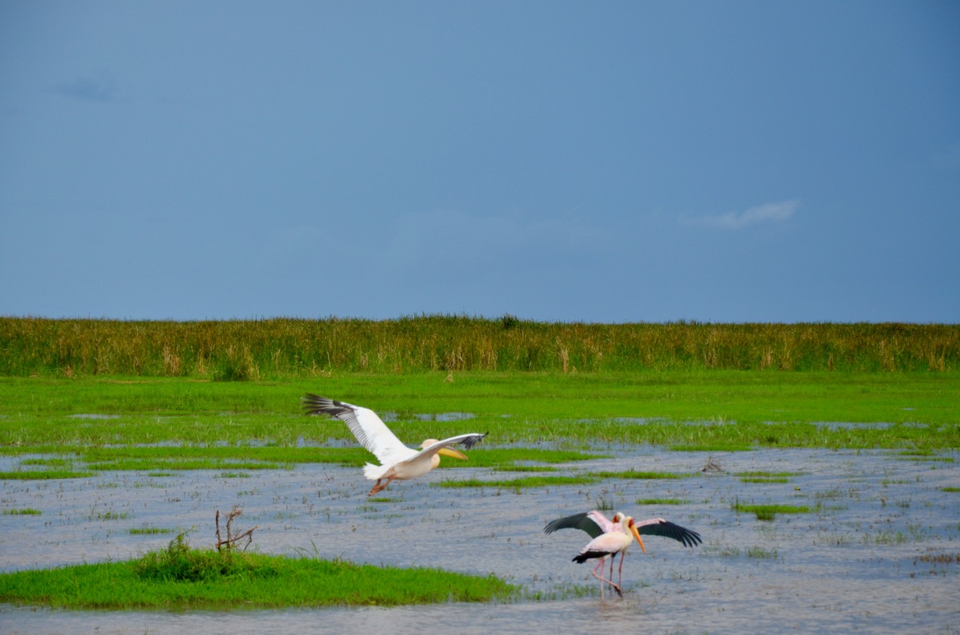 Manyara 3