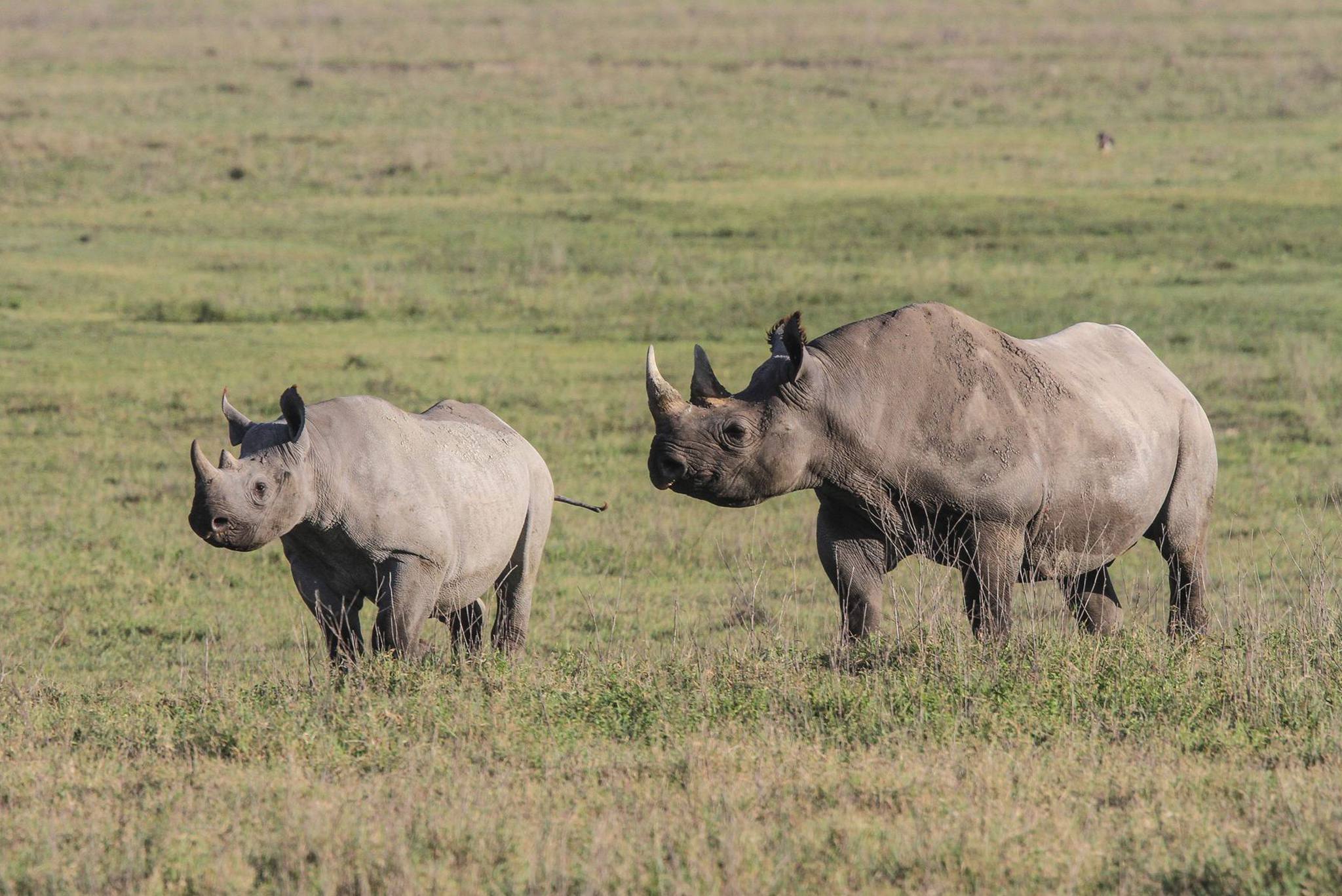 Ngorongoro Crater4