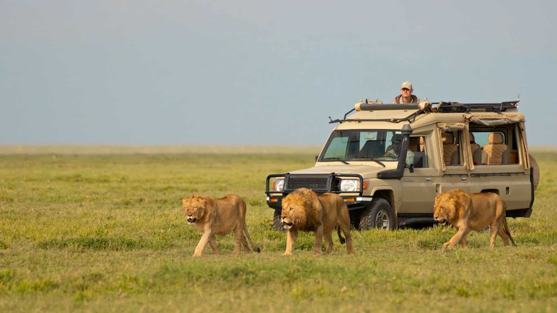 Safari14