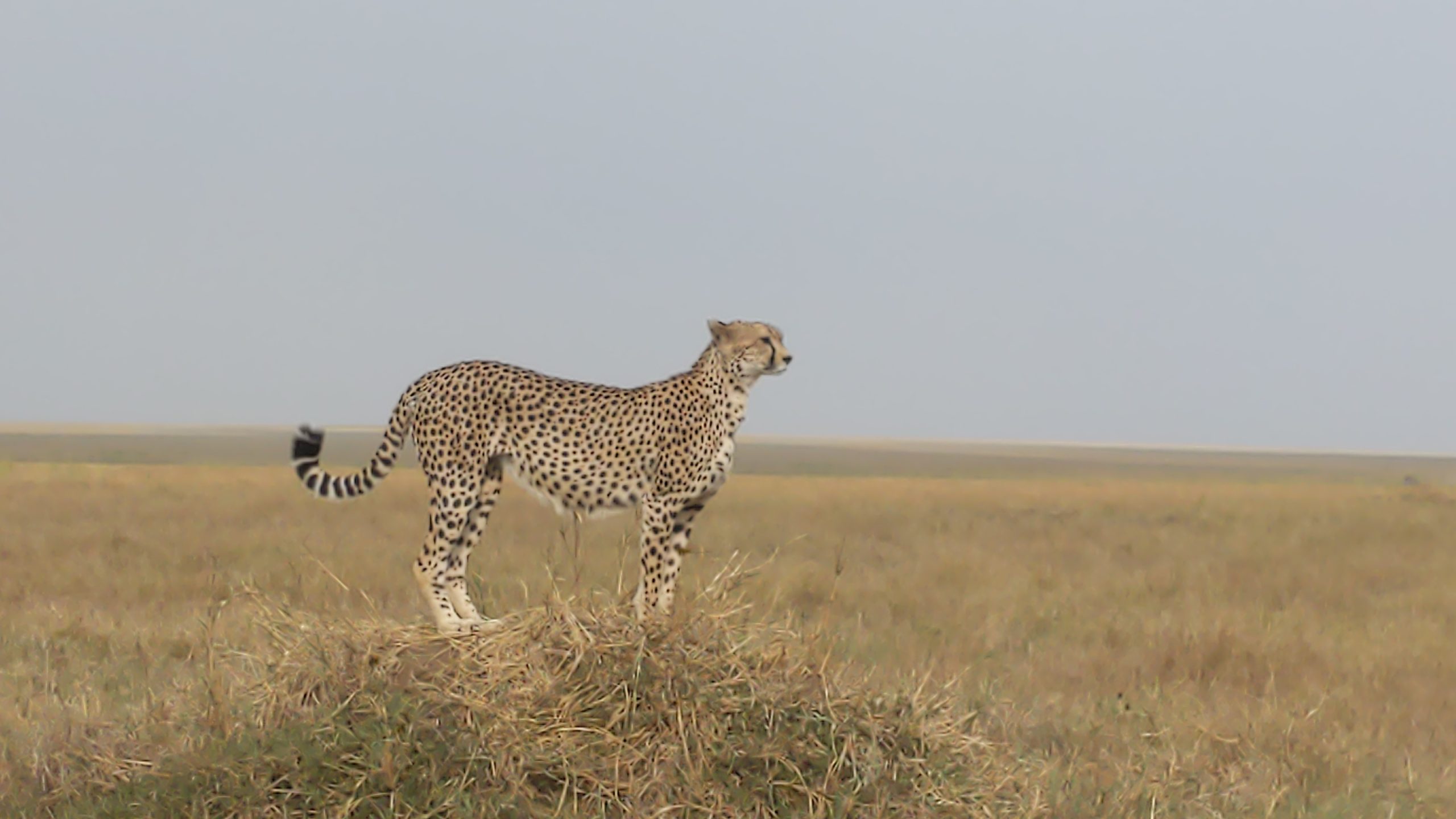 Safari18