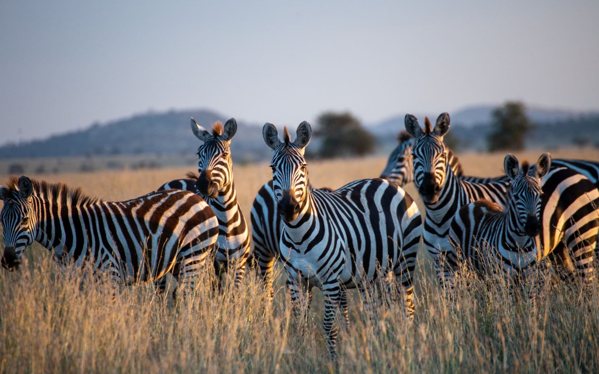 Safari3