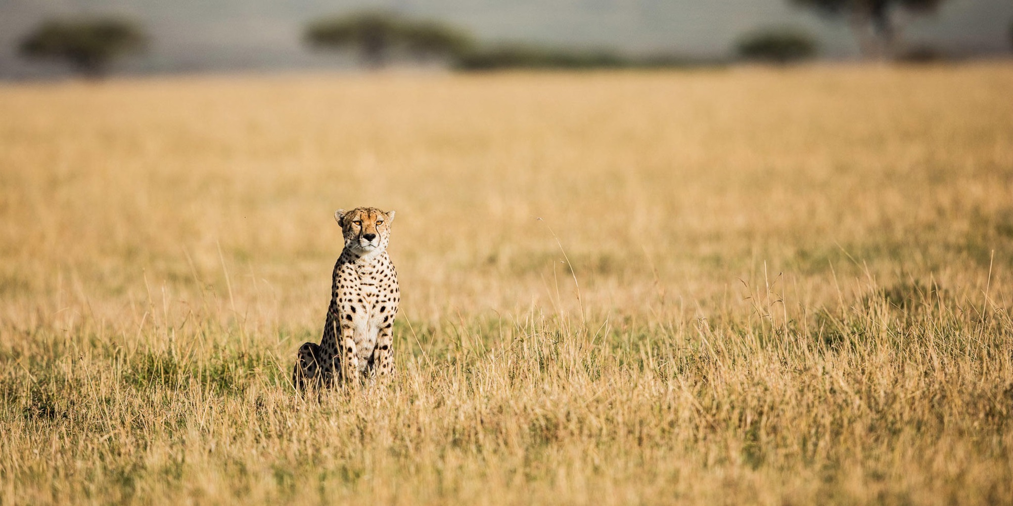 Safari8