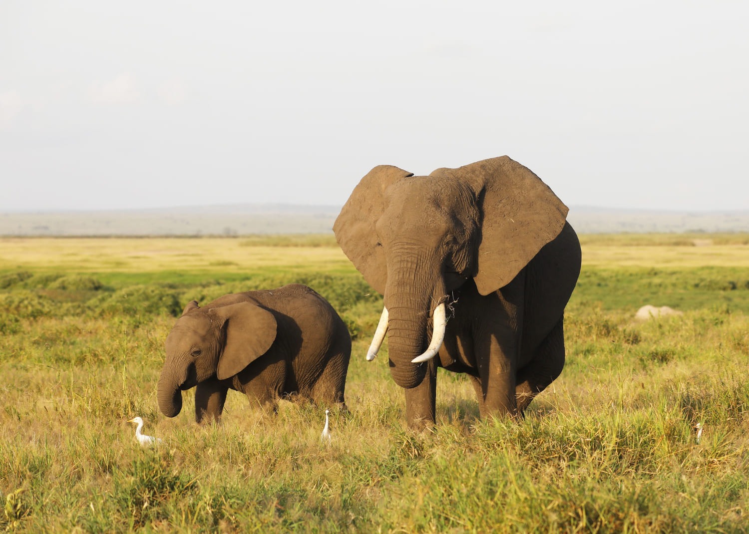 Tarangire2