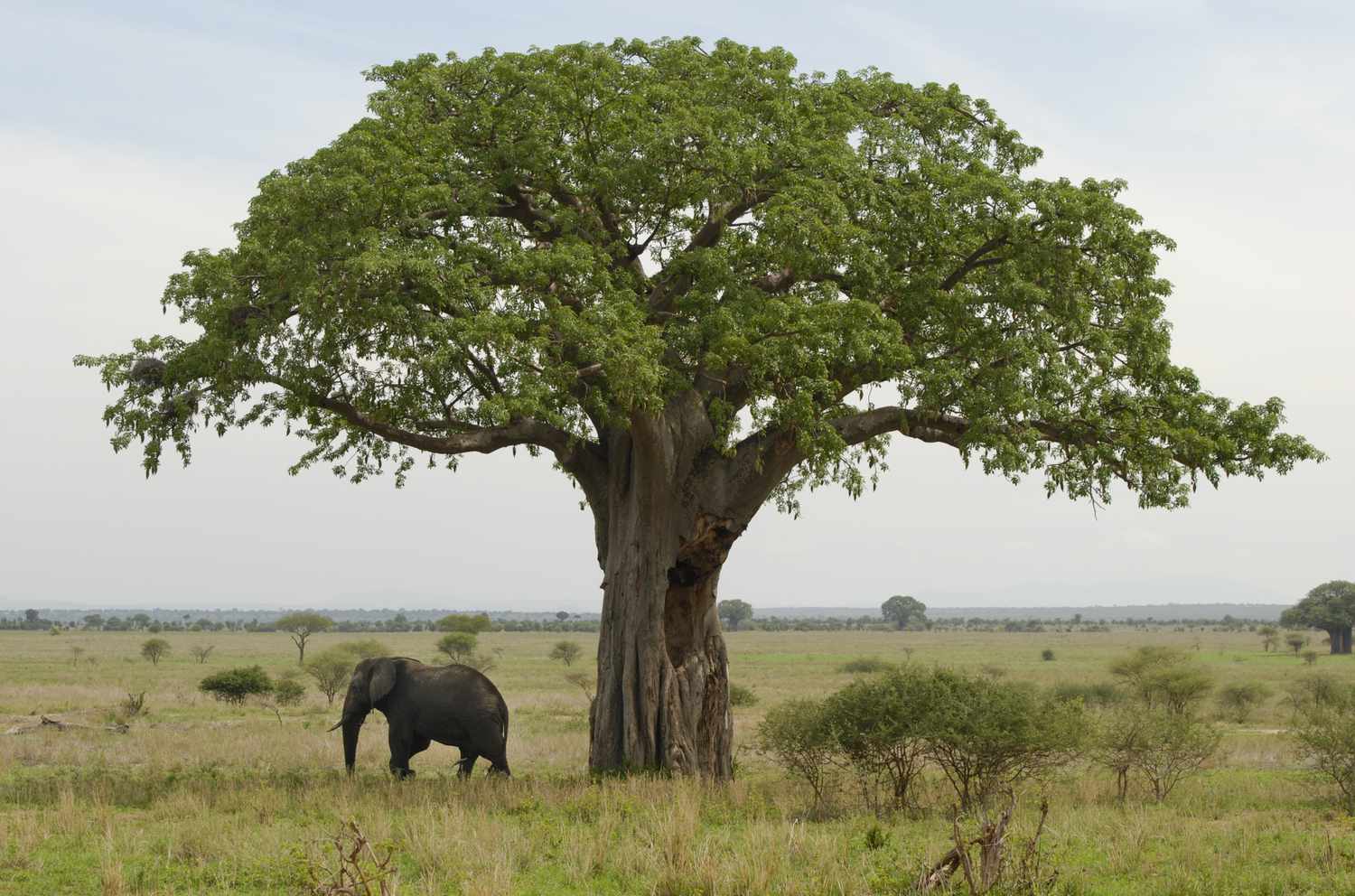 Tarangire3