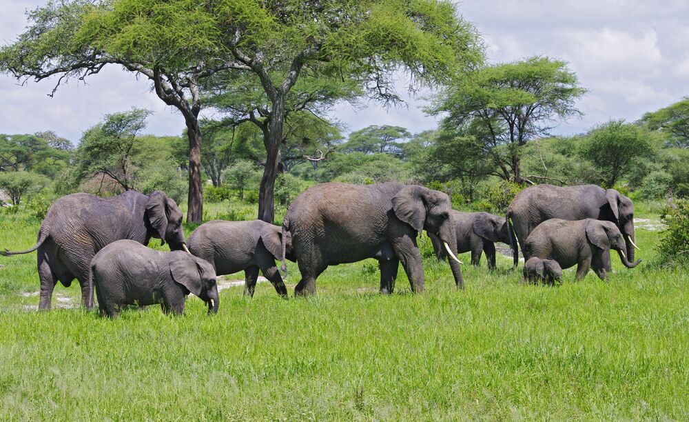 Tarangire4