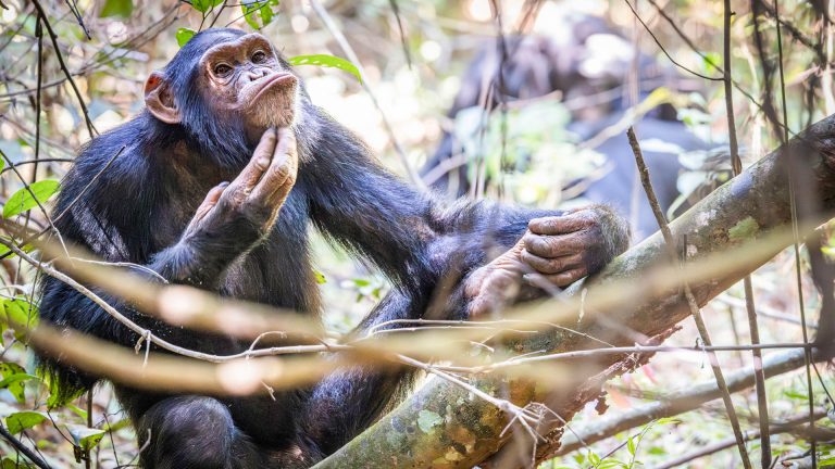 Chimpanzee Trekking Safari