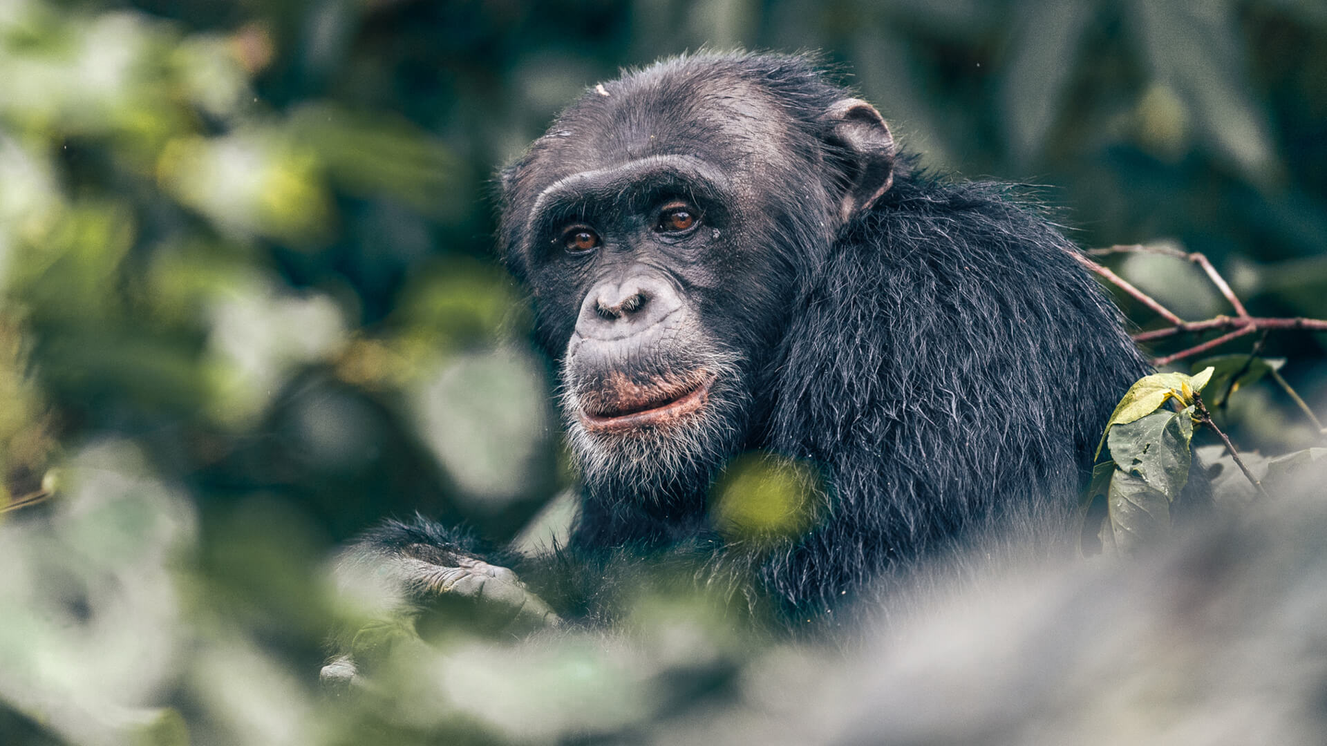 chimpanzee