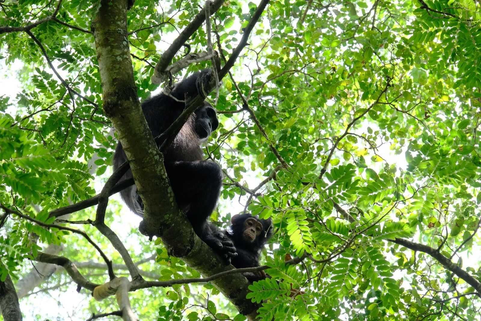 chimp1