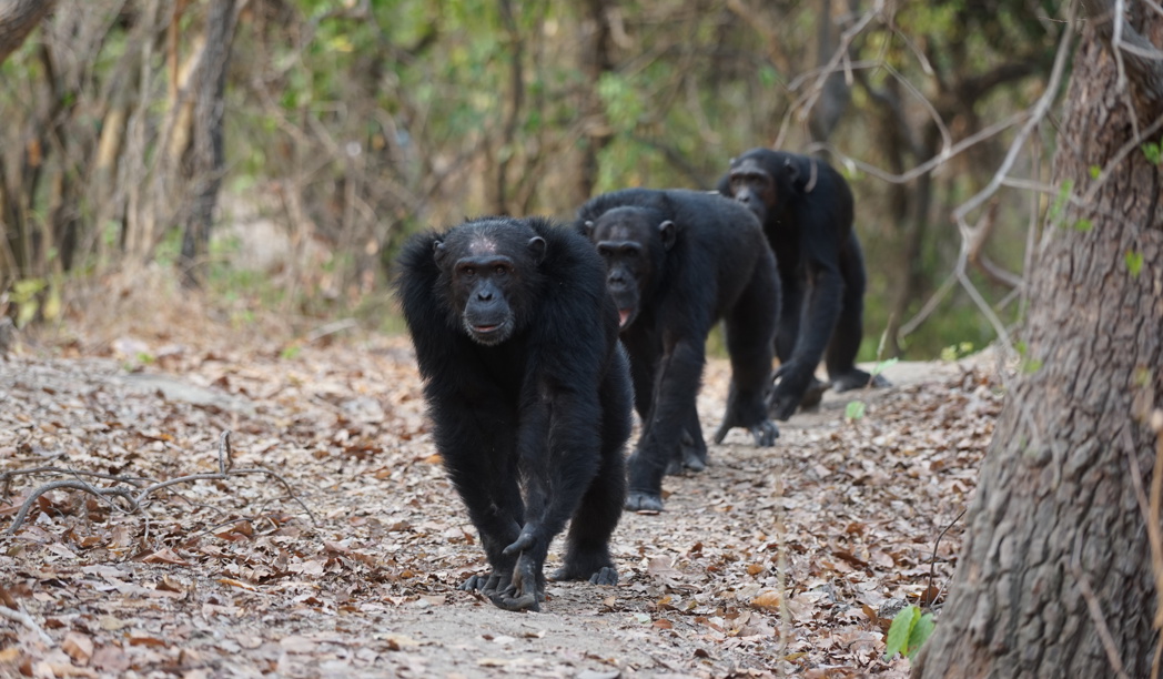 chimp2