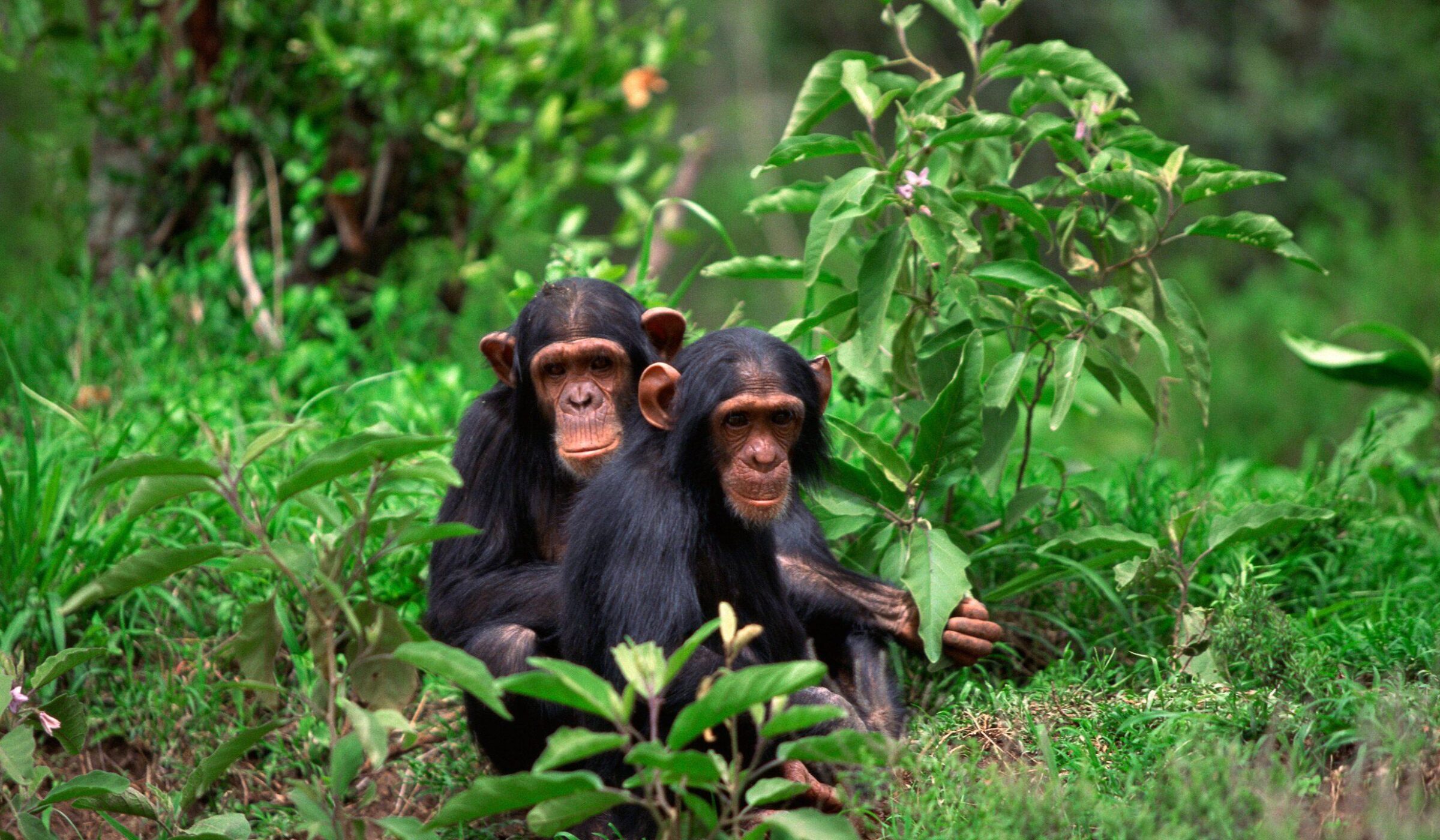 chimp3