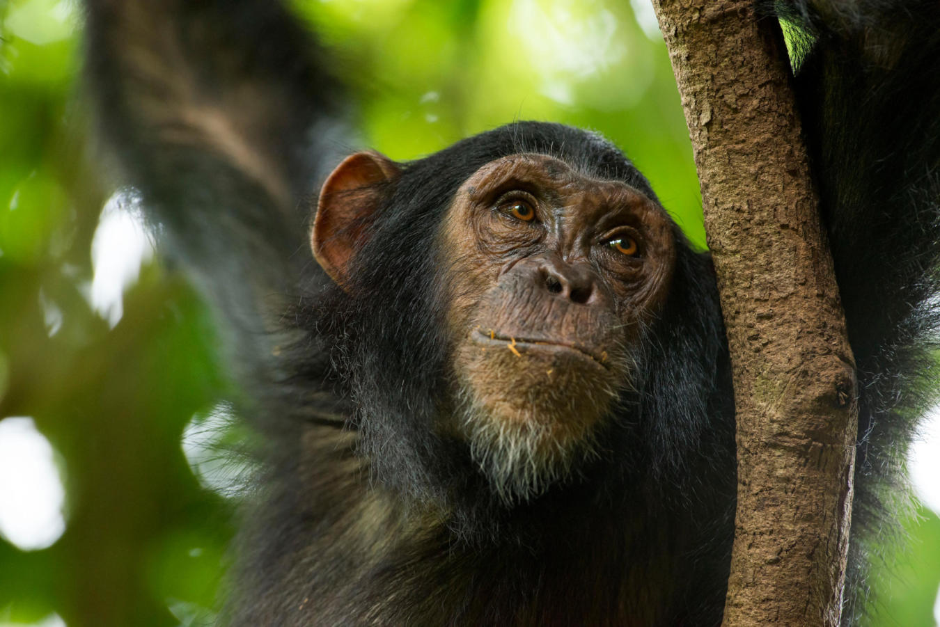 chimp4