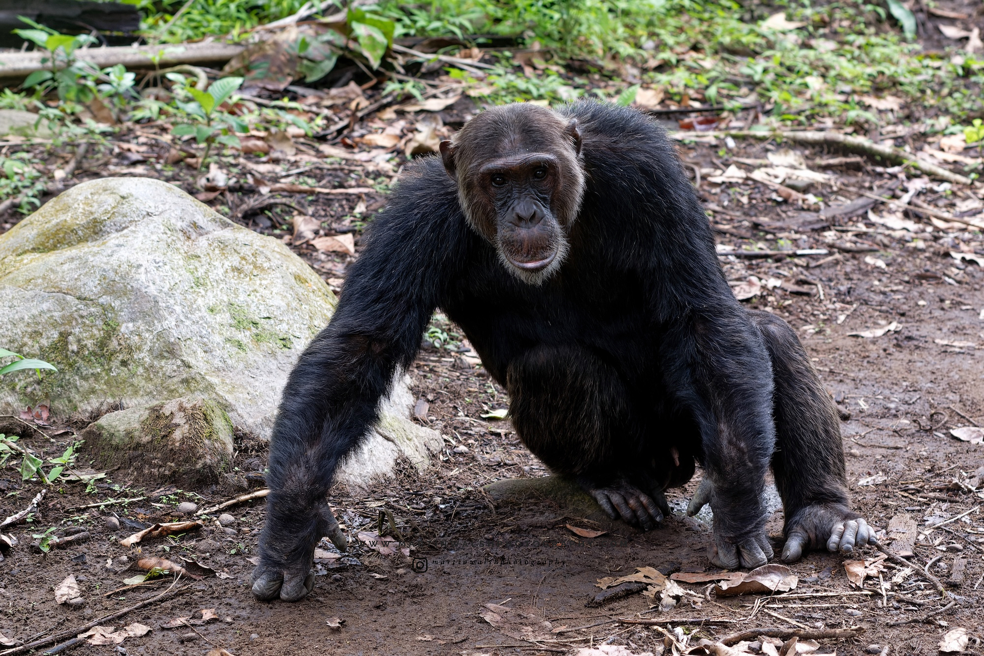 chimp5