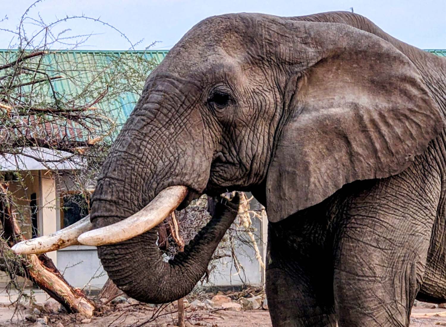 ruaha1
