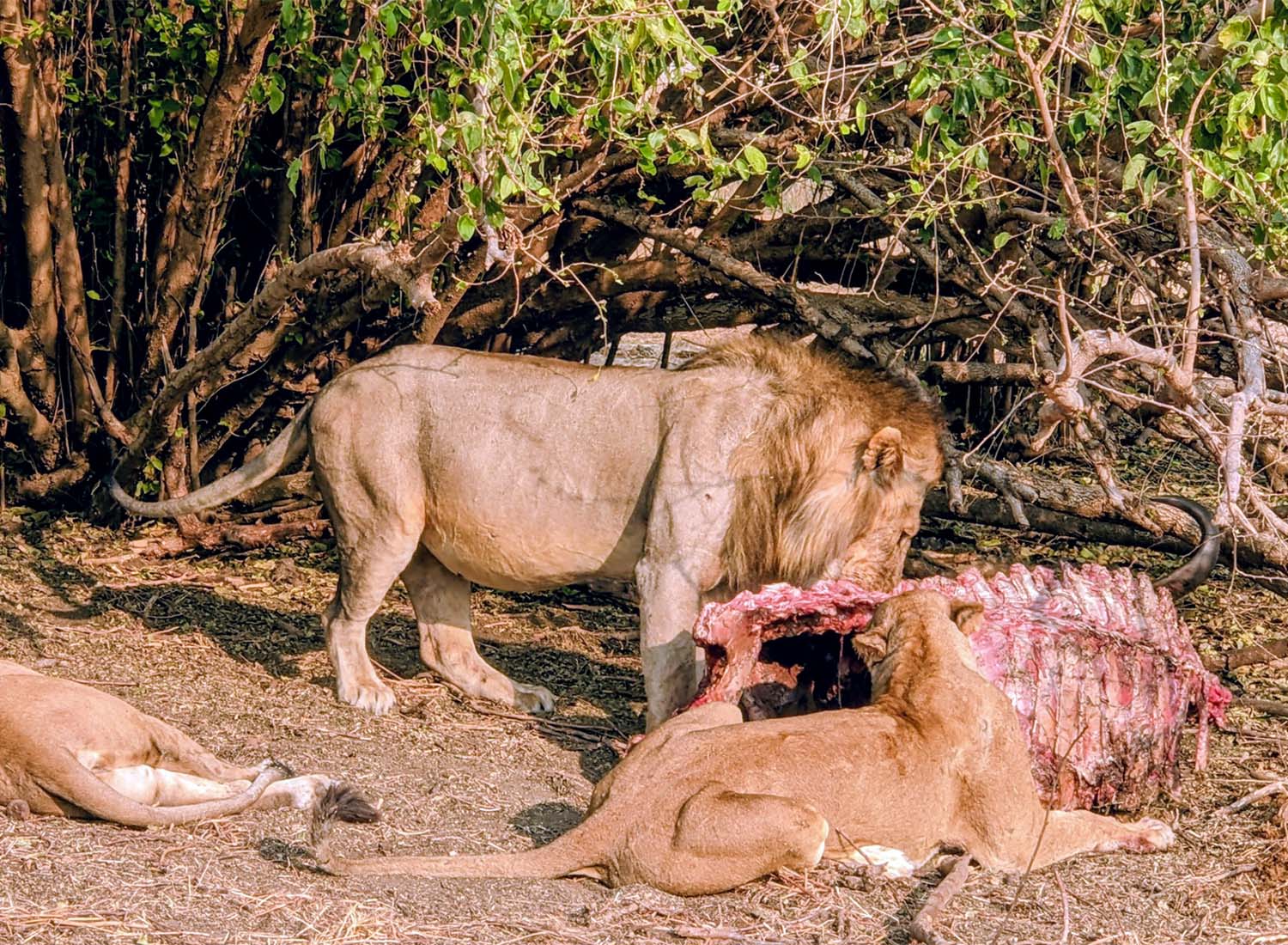 ruaha3