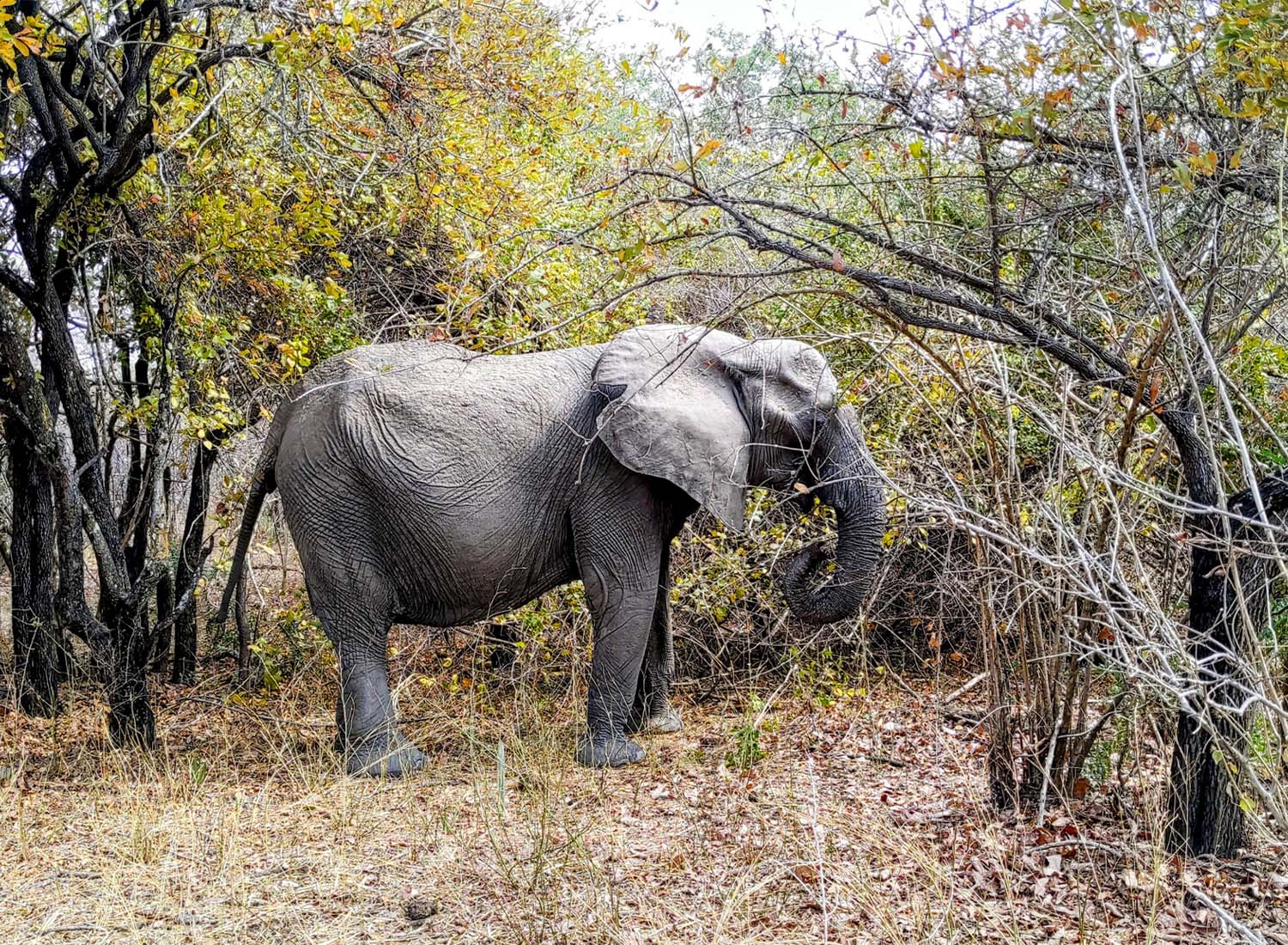 ruaha4